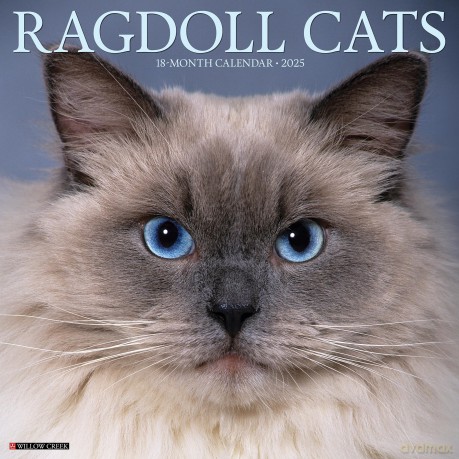 Ragdoll Cats 2025 Wall [KSIĄŻKA]