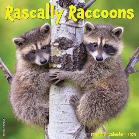 Rascally Raccoons 2025 Wall [KSIĄŻKA]