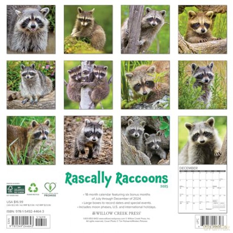 Rascally Raccoons 2025 Wall [KSIĄŻKA]