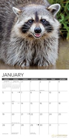 Rascally Raccoons 2025 Wall [KSIĄŻKA]