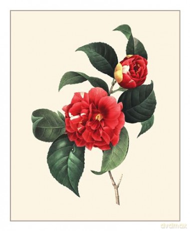 Redouté: Fabulous Flowers - Pierre-Joseph Redouté [KSIĄŻKA]