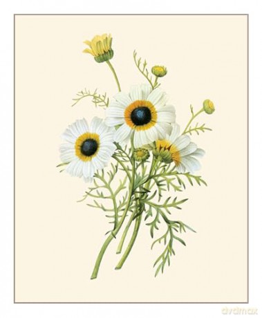 Redouté: Fabulous Flowers - Pierre-Joseph Redouté [KSIĄŻKA]