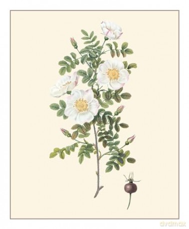 Redouté: Fabulous Flowers - Pierre-Joseph Redouté [KSIĄŻKA]