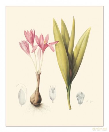 Redouté: Fabulous Flowers - Pierre-Joseph Redouté [KSIĄŻKA]