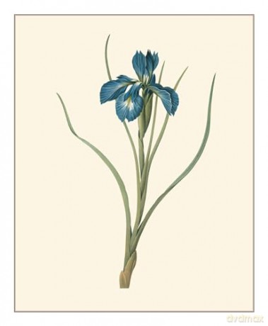 Redouté: Fabulous Flowers - Pierre-Joseph Redouté [KSIĄŻKA]