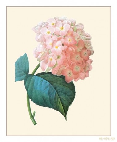Redouté: Fabulous Flowers - Pierre-Joseph Redouté [KSIĄŻKA]