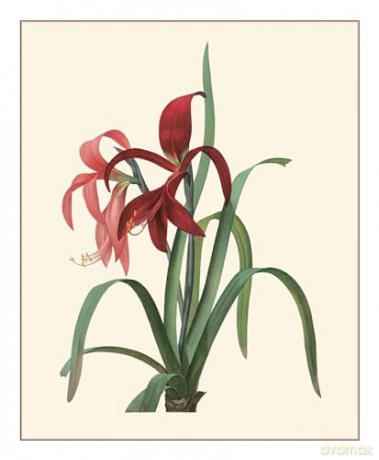 Redouté: Fabulous Flowers - Pierre-Joseph Redouté [KSIĄŻKA]