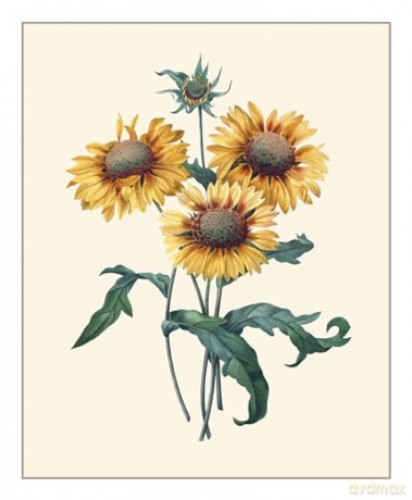 Redouté: Fabulous Flowers - Pierre-Joseph Redouté [KSIĄŻKA]