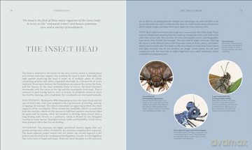 RES Insects: Discover the Science and Secrets Behind the World of Insects [KSIĄŻKA]