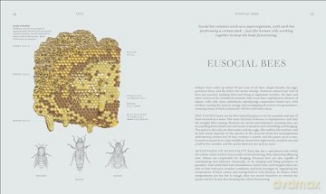 RES Insects: Discover the Science and Secrets Behind the World of Insects [KSIĄŻKA]