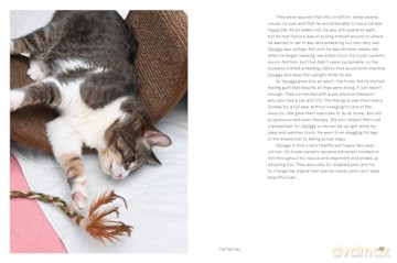 Rescue Cats: Portraits and Stories - Traer Scott [KSIĄŻKA]