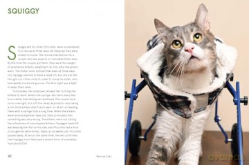 Rescue Cats: Portraits and Stories - Traer Scott [KSIĄŻKA]
