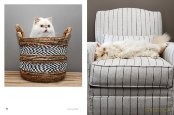 Rescue Cats: Portraits and Stories - Traer Scott [KSIĄŻKA]