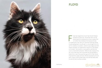 Rescue Cats: Portraits and Stories - Traer Scott [KSIĄŻKA]