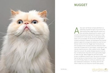 Rescue Cats: Portraits and Stories - Traer Scott [KSIĄŻKA]