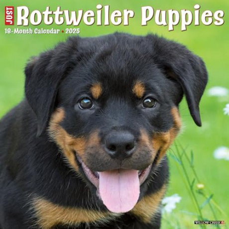 Rottweiler Puppies 2025 Wall [KSIĄŻKA]