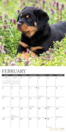 Rottweiler Puppies 2025 Wall [KSIĄŻKA]