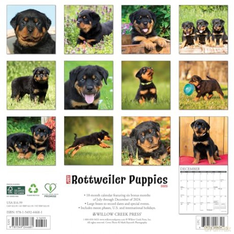 Rottweiler Puppies 2025 Wall [KSIĄŻKA]