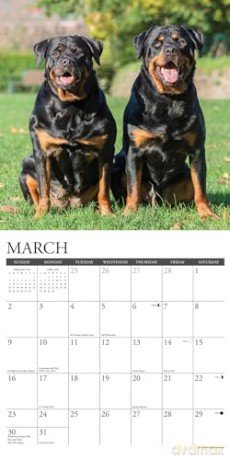 Rottweilers 2025 Wall [KSIĄŻKA]