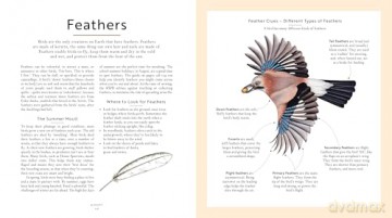 RSPB Bird Tales: Traditional Stories, Folklore and Activities - Dawn Casey [KSIĄŻKA]