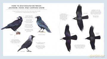 RSPB Bird Tales: Traditional Stories, Folklore and Activities - Dawn Casey [KSIĄŻKA]