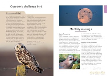 RSPB Birding Year: Seasonal tips and activities to learn about bird behaviour - Dominic Couzens [KSIĄŻKA]