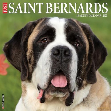 Saint Bernards 2025 Wall [KSIĄŻKA]