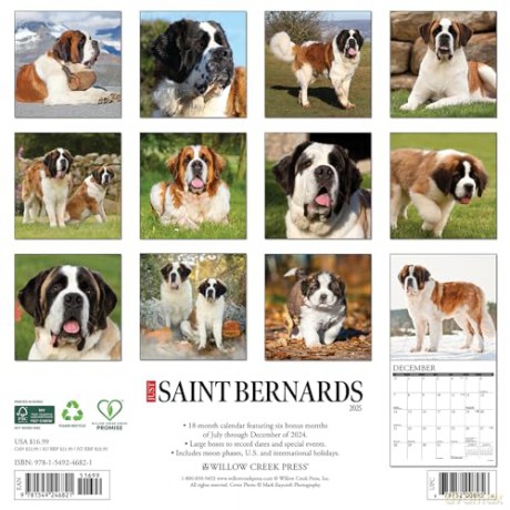 Saint Bernards 2025 Wall [KSIĄŻKA]