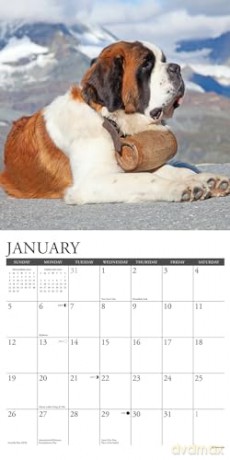 Saint Bernards 2025 Wall [KSIĄŻKA]