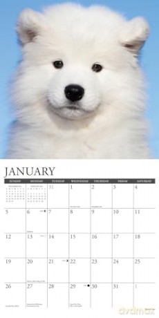 Samoyeds 2025 Wall [KSIĄŻKA]