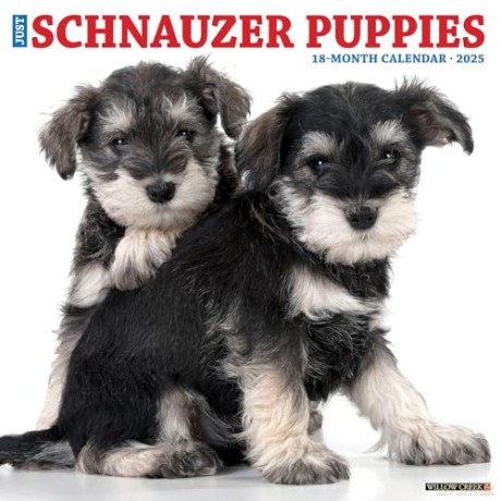 Schnauzer Puppies 2025 Wall [KSIĄŻKA]