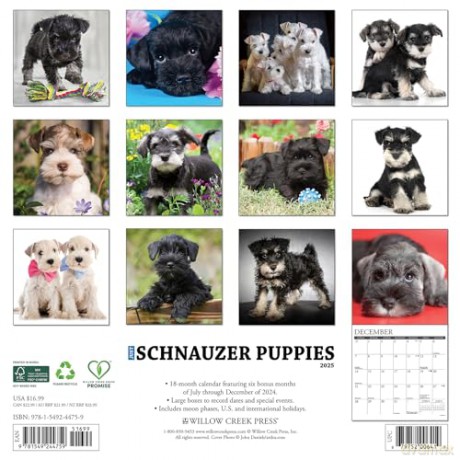 Schnauzer Puppies 2025 Wall [KSIĄŻKA]