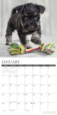 Schnauzer Puppies 2025 Wall [KSIĄŻKA]