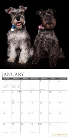 Schnauzers 2025 Wall [KSIĄŻKA]