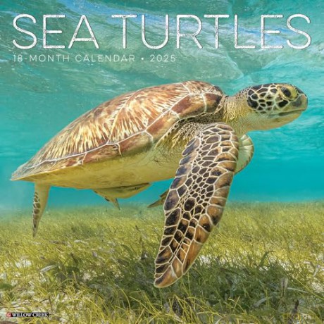Sea Turtles 2025 Wall [KSIĄŻKA]