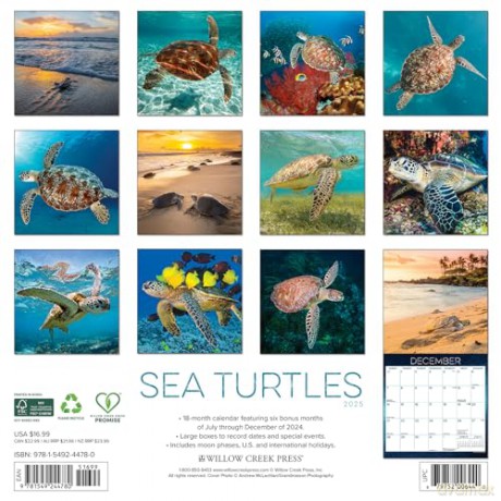 Sea Turtles 2025 Wall [KSIĄŻKA]
