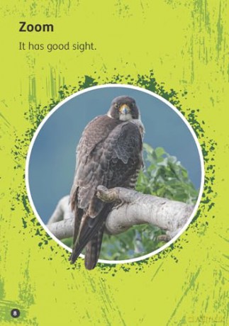 Seeking Food - Little Wandle high-low decodable reader for ages 7+ (Striders Phonics Readers) - Giles Clare [KSIĄŻKA]