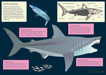 Shark - Hunter of the Deep (Awesome 3D Wall Art) - Sheridan Parker [KSIĄŻKA]