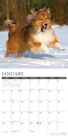 Shelties 2025 Wall [KSIĄŻKA]