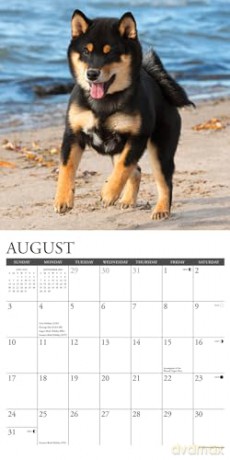 Shiba Inus 2025 Wall [KSIĄŻKA]