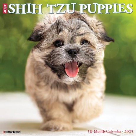 Shih Tzu Puppies 2025 Wall [KSIĄŻKA]