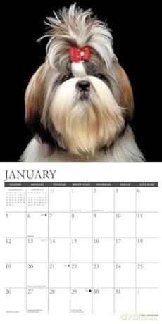 Shih Tzus 2025 Wall [KSIĄŻKA]