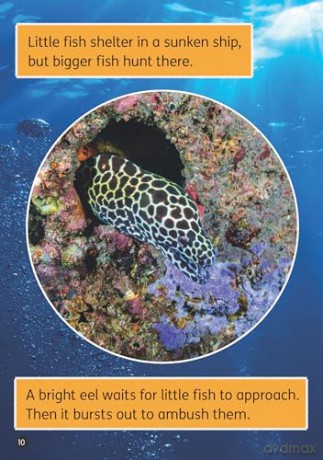 Ships in the Deep - Little Wandle high-low decodable reader for ages 7+ (Striders Phonics Readers) - Rachel Russ [KSIĄŻKA]