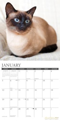 Siamese Cats 2025 Wall [KSIĄŻKA]