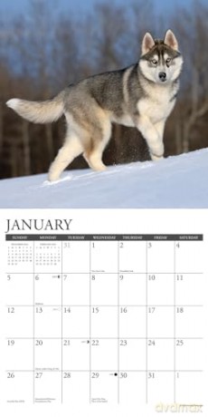 Siberian Huskies 2025 Wall [KSIĄŻKA]