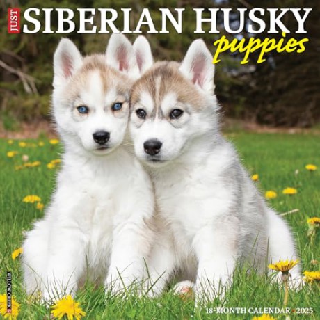 Siberian Husky Puppies 2025 Wall [KSIĄŻKA]