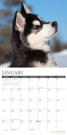 Siberian Husky Puppies 2025 Wall [KSIĄŻKA]