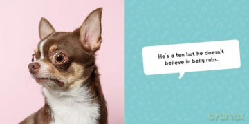 Silly Dogs: A Ridiculous Collection of the World's Goofiest Dogs and Most Relatable Memes [KSIĄŻKA]