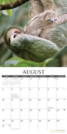 Sloths 2025 Wall [KSIĄŻKA]