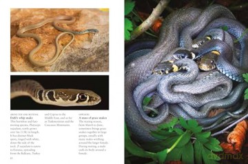 Snakes (Mini Animals) (Mini Encyclopedias) - Julianna Photopoulos [KSIĄŻKA]